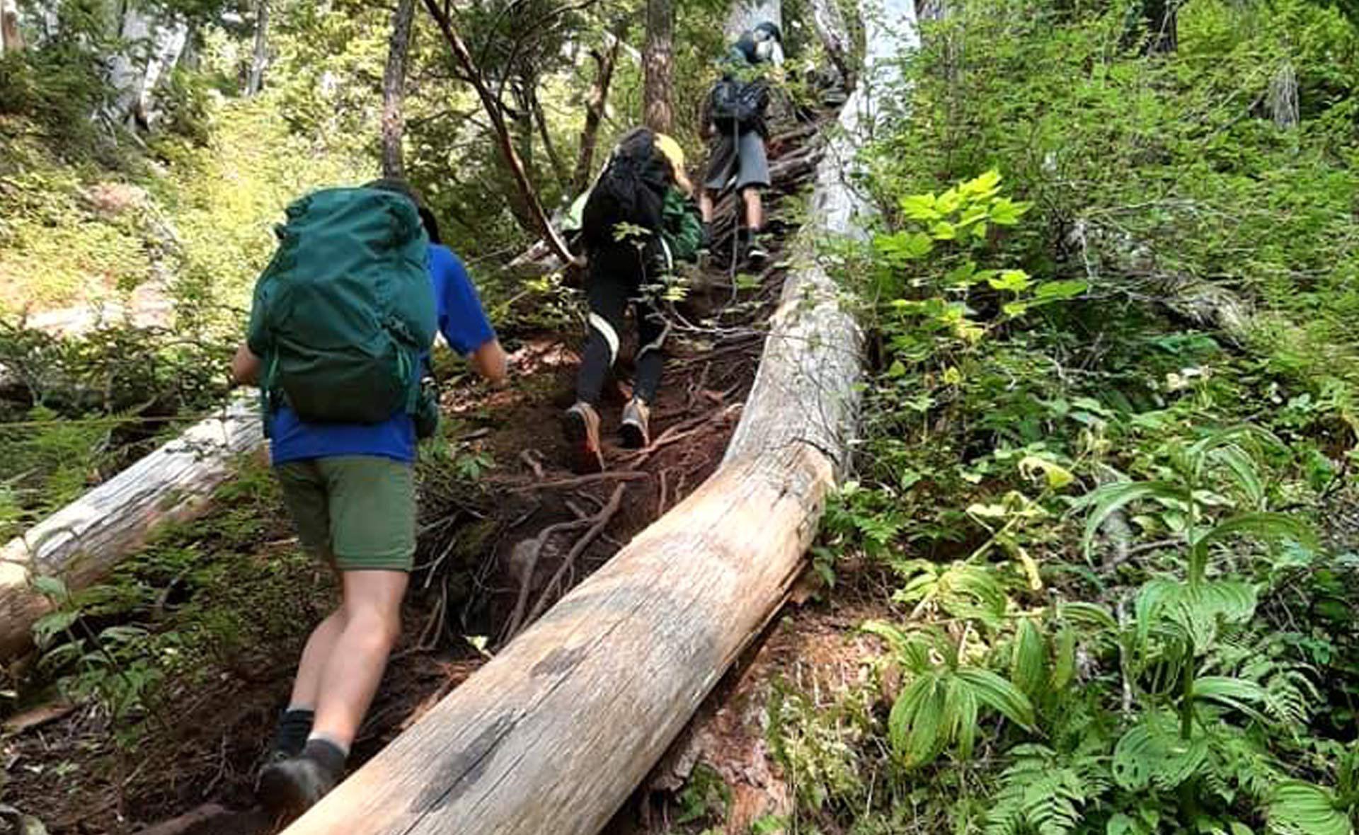 Three Scouts with backpacks hiking in the forest and climbing a steep embankment with fallen trees and tree roots.