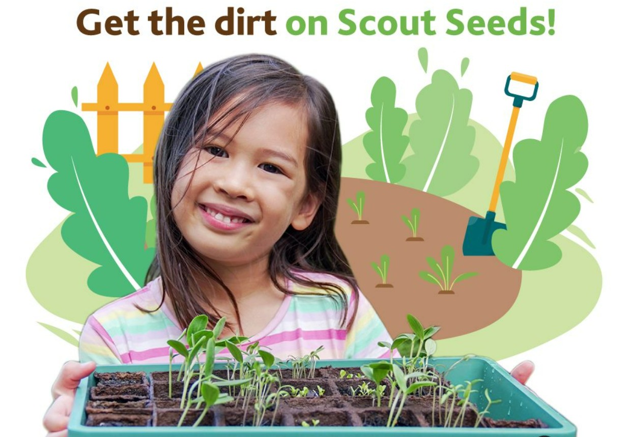 Scout Seeds