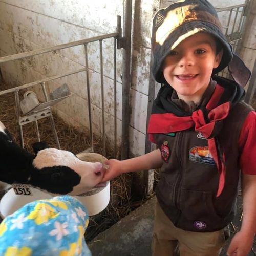 Scouts Canada Beaver Scout meets baby calf