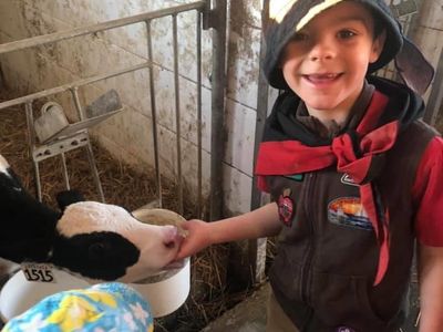 Scouts Canada Beaver Scout meets baby calf