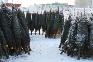 Scouts’ Christmas trees to hit Co-op parking lot by end of month
