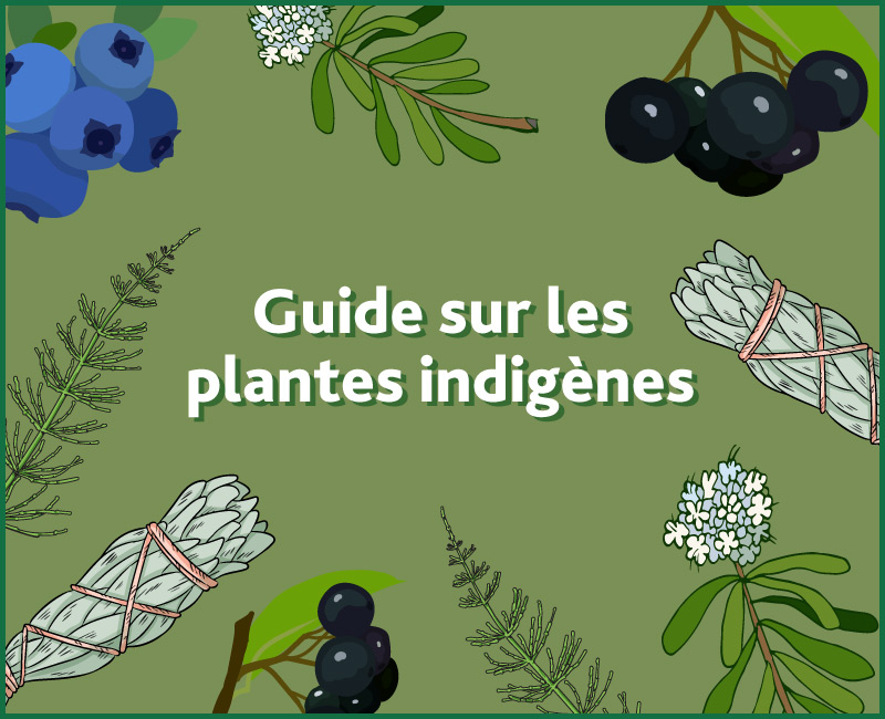 Indigenous Plant Guide